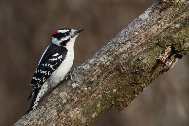 8 Most Striking Woodpeckers in California