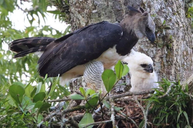 Harpy eagle baby close up