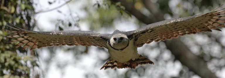 Harpy eagle flying