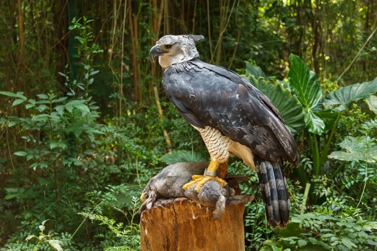 Harpy eagle eating prey