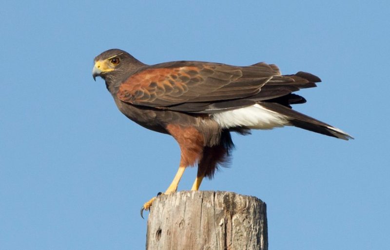 harriss-hawk-parabuteo-unicinctus-800x514-1 Birds of Prey in Texas