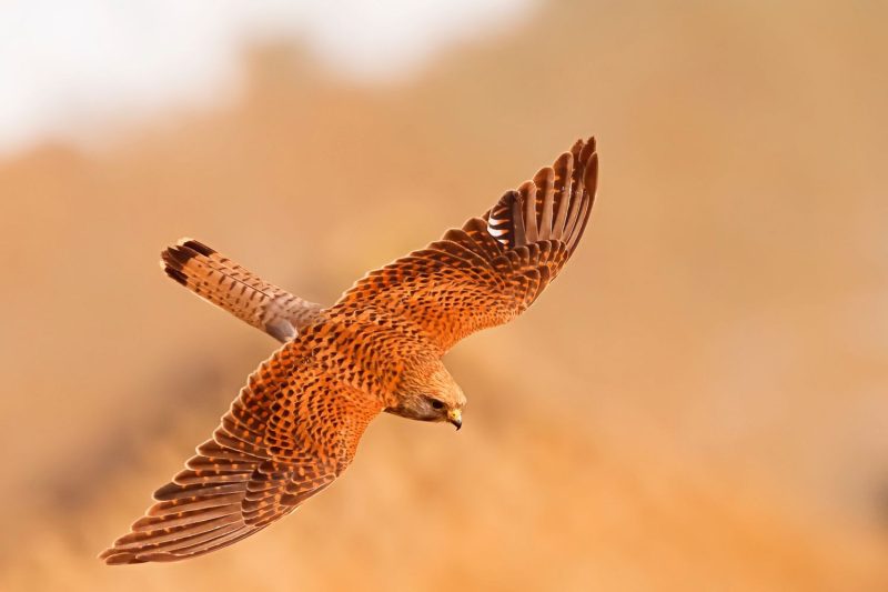 Hawks Don’t Always Fly South