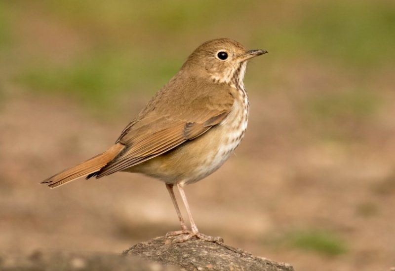 Backyard Birds in Connecticut