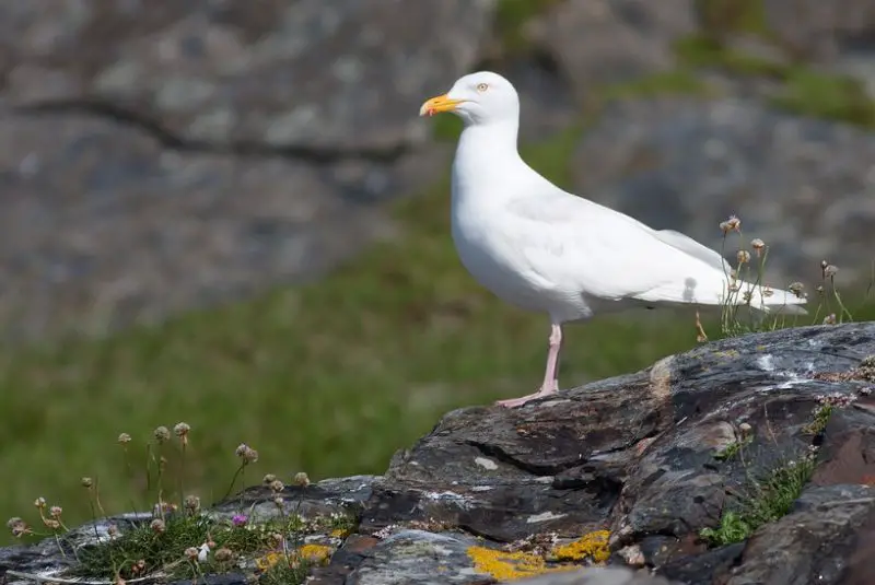 herring-gull-800x535-1-1 Common Birds in Indiana