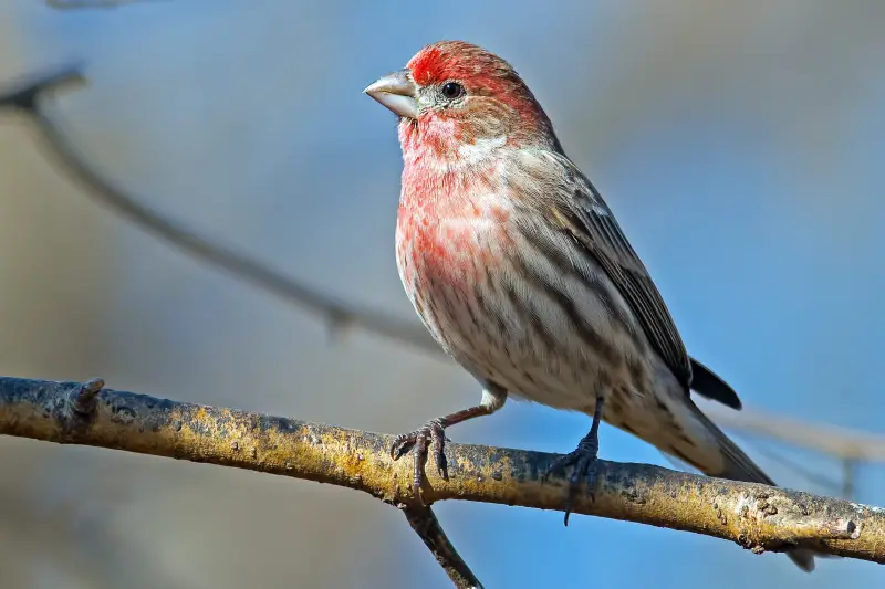 Backyard Birds in Connecticut