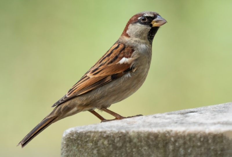 Backyard Birds in Connecticut