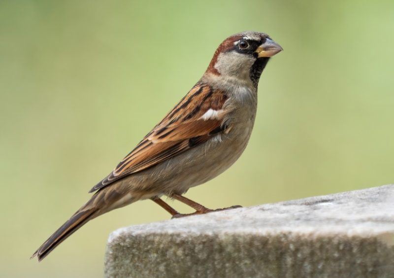 house-sparrow-800x564-1-1 Common Birds in Indiana