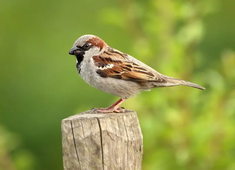 house-sparrow-passer-domesticus-800x581-1-2 Common Birds in Pennsylvania
