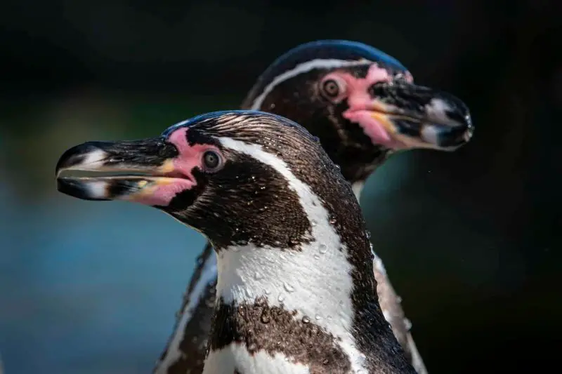 humbolt-penguin-spheniscus-humbo-800x533-1 18 Species of Penguins in the World