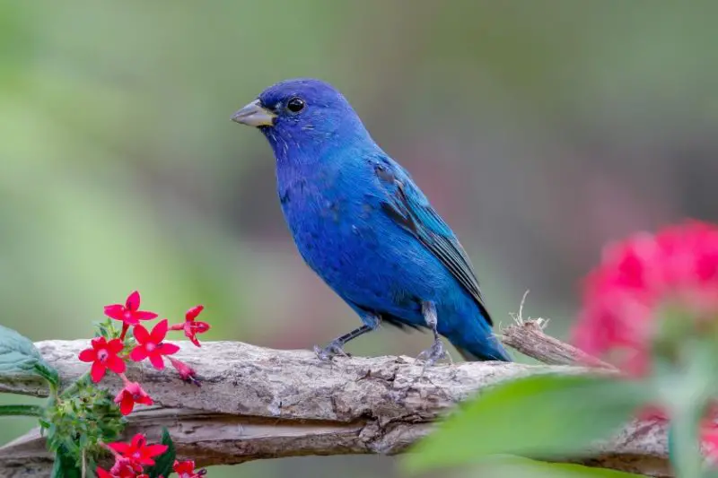 indigo-bunting-800x533-1 Common Birds in Indiana