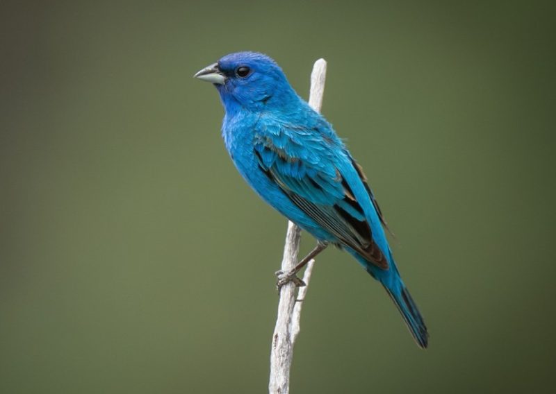 indigo-bunting-800x568-1-2 Common Birds in Pennsylvania