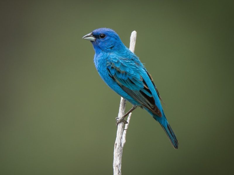 indigo-bunting-passerina-cyanea-1-800x600-1 Blue Birds in Indiana