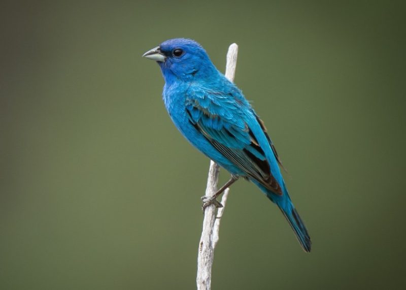indigo-bunting-passerina-cyanea-800x571-1-2 Blue Birds in New Jersey