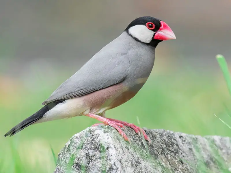 Common Birds in Hawaii