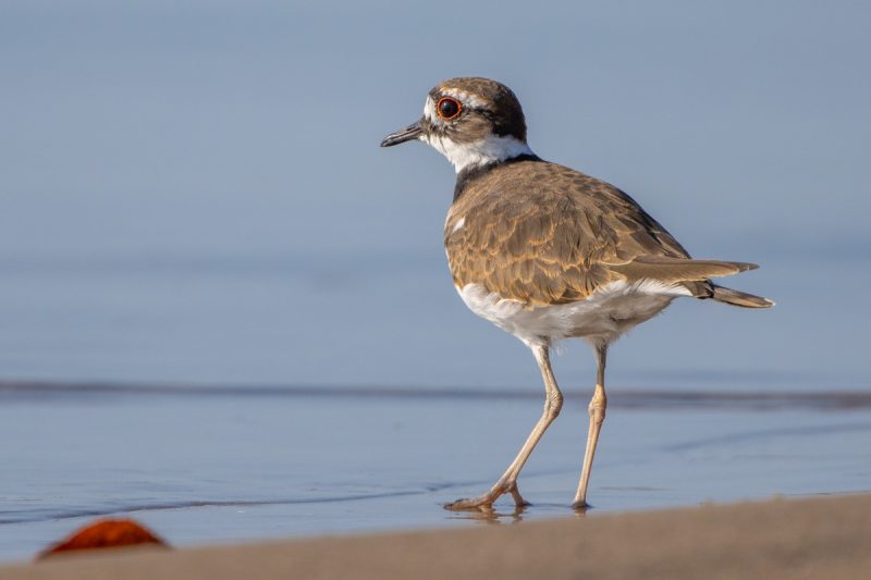 25 Remarkable Migratory Birds You Need to See