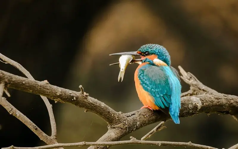 kingfisher-birds-800x500-2 12 Fascinating Characteristics of Kingfisher Birds