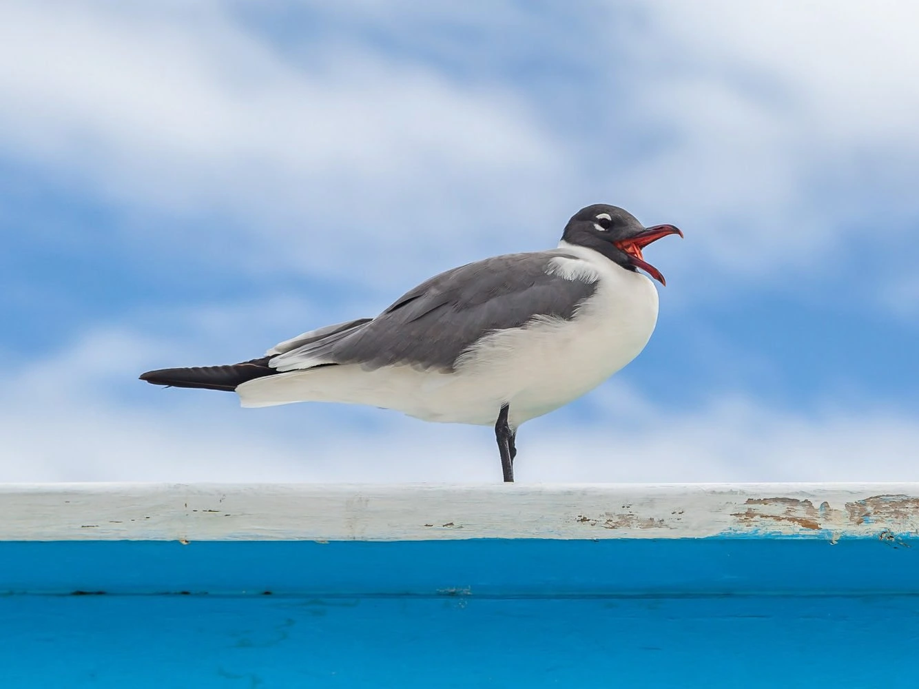 A Laughing Gull