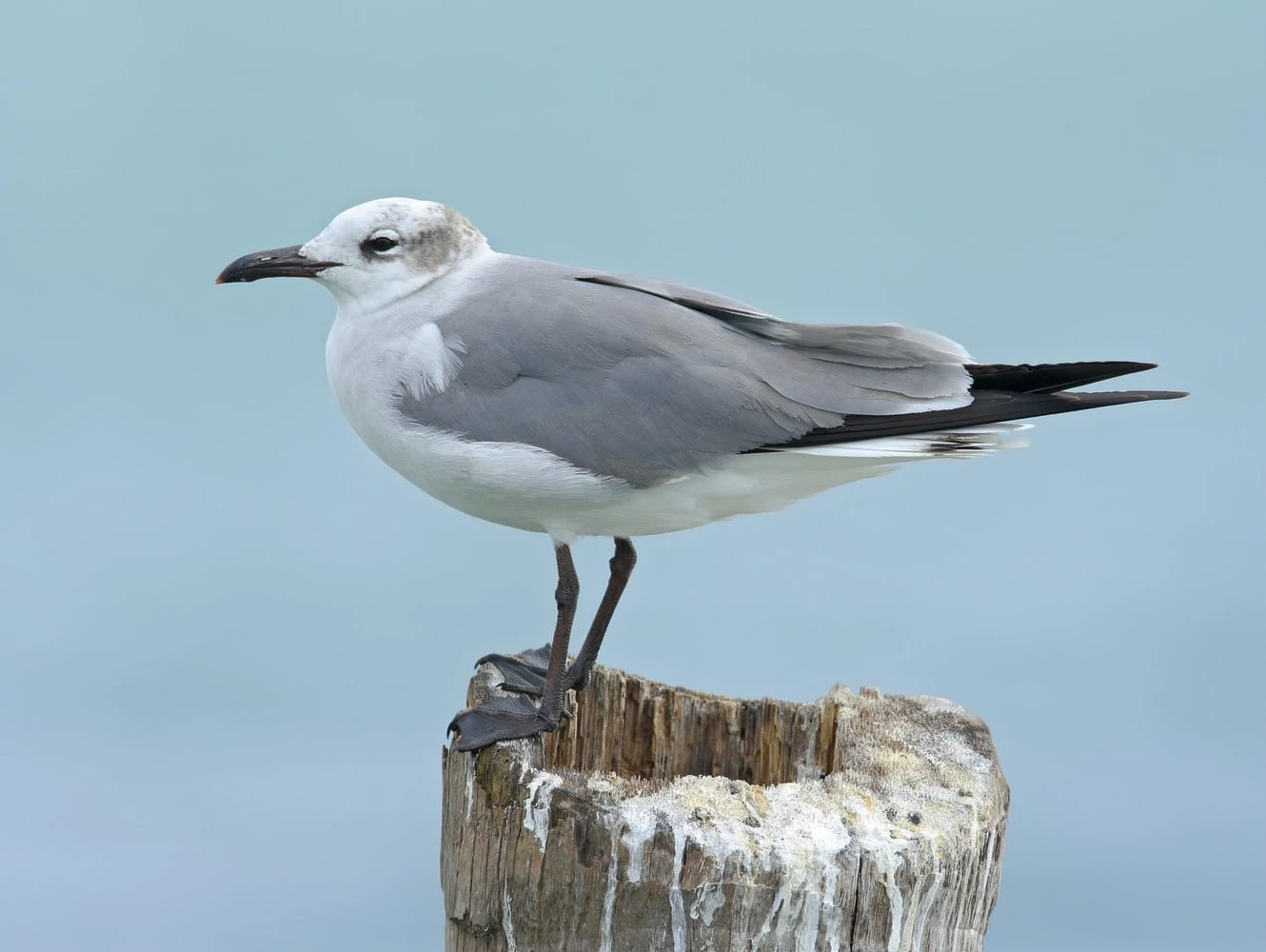 laughing-gull-non-breeding-edited Laughing Gull, Leucophaeus atricilla - non breeding