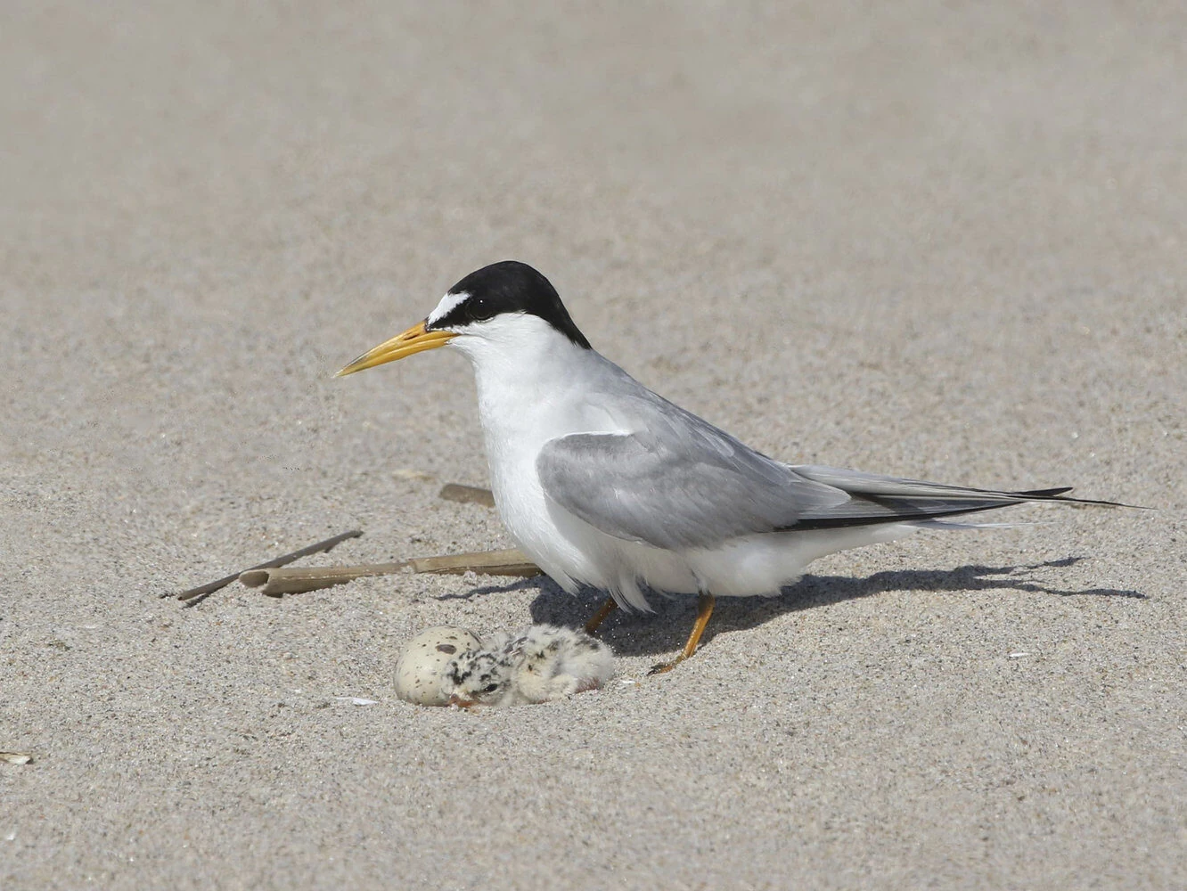 Least Tern Breeding Adult