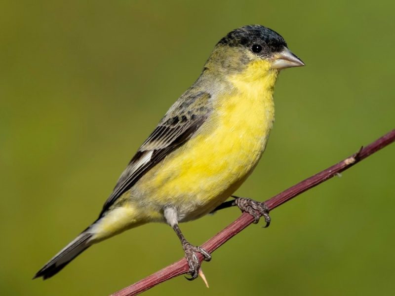 lesser-goldfinch-spinus-psaltria-800x600-1-2 bird with yellow belly in Texas