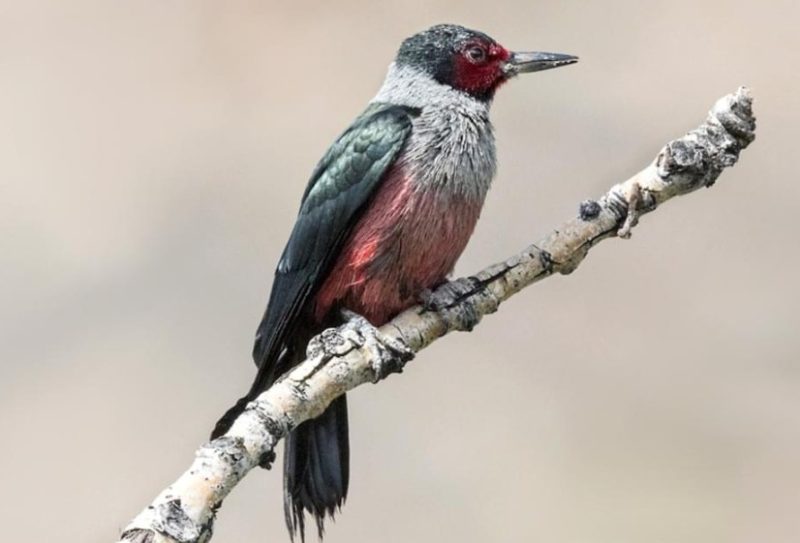 Woodpeckers in Utah