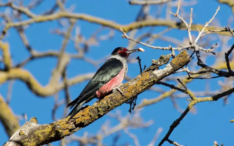 8 Most Striking Woodpeckers in California