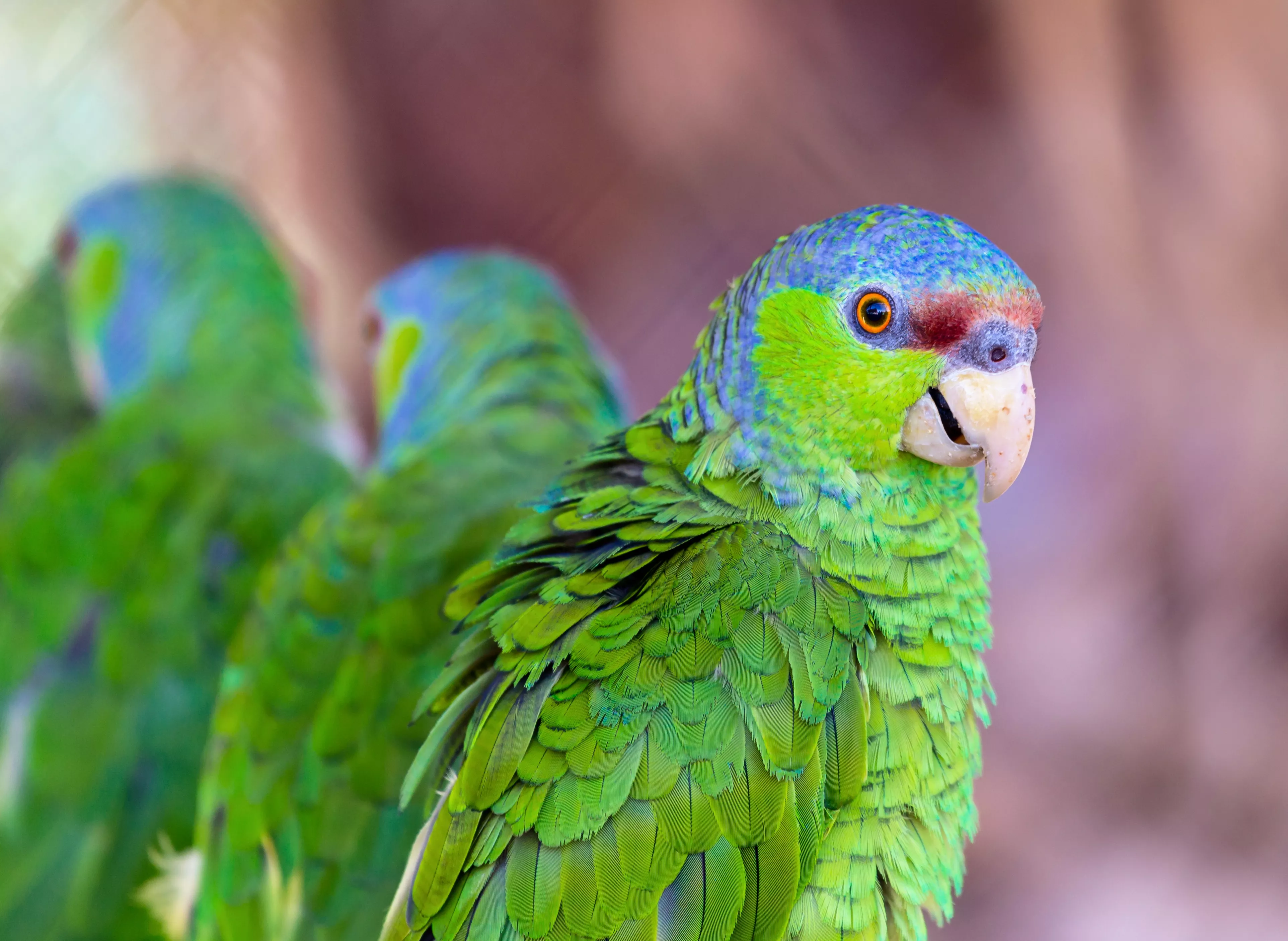 Lilac-crowned amazon