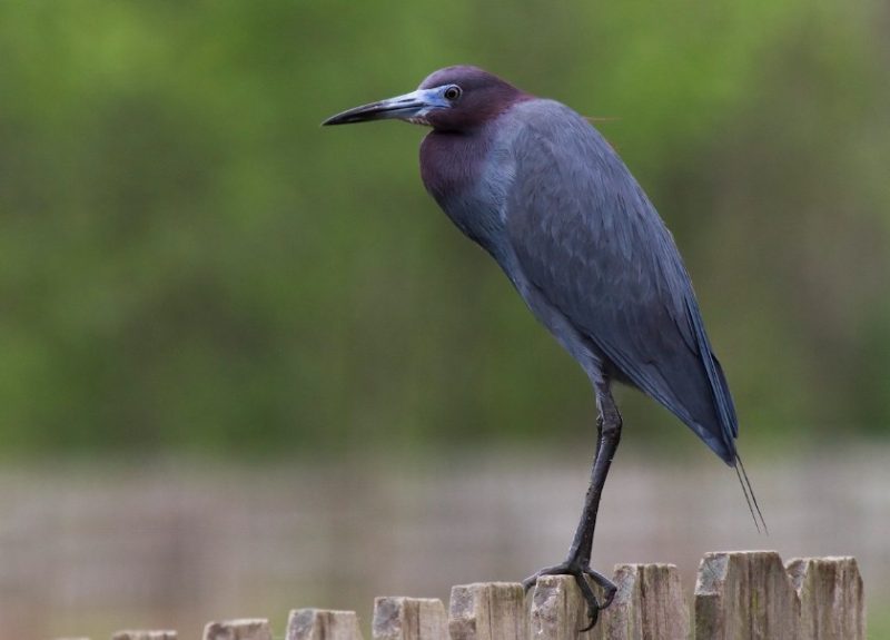 little-blue-heron-800x575-1 Blue Birds in Indiana