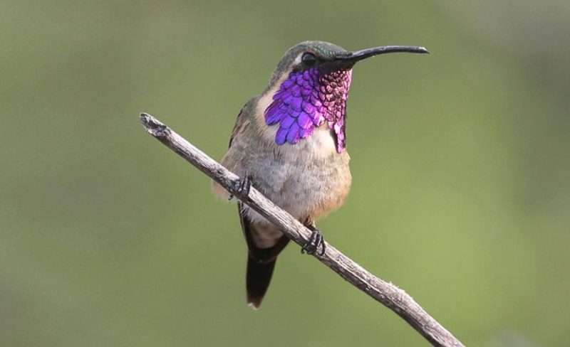 lucifer-hummingbird-800x488-1 Hummingbirds in Texas