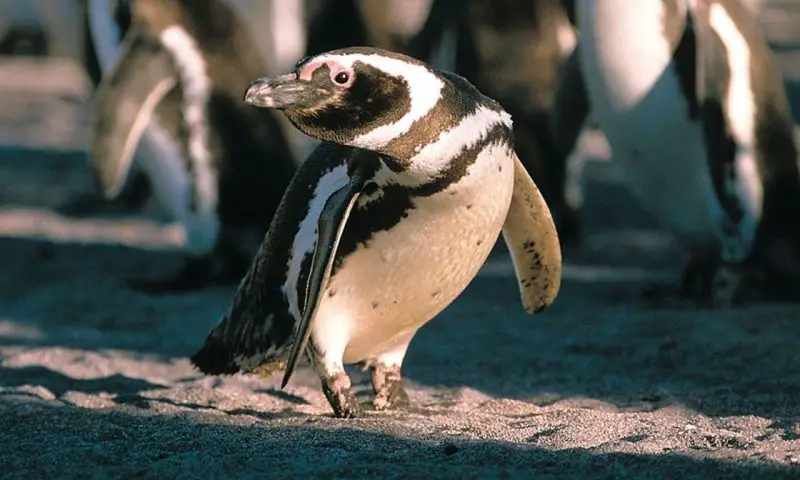 mag-05-800x480-1 18 Species of Penguins in the World