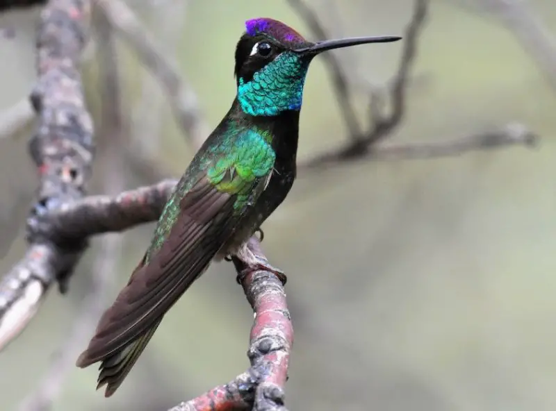 Hummingbirds in Illinois