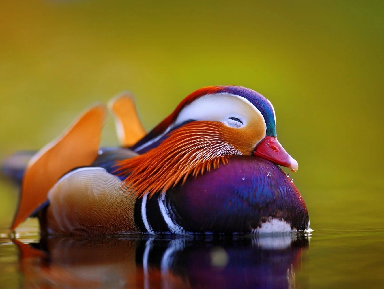 mandarin-duck-sleeping-edited-1 Mandarin duck sleeping