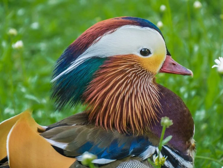 mandarin-ducks-768x577-2 mandarin-ducks