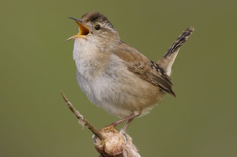 Wrens in Illinois