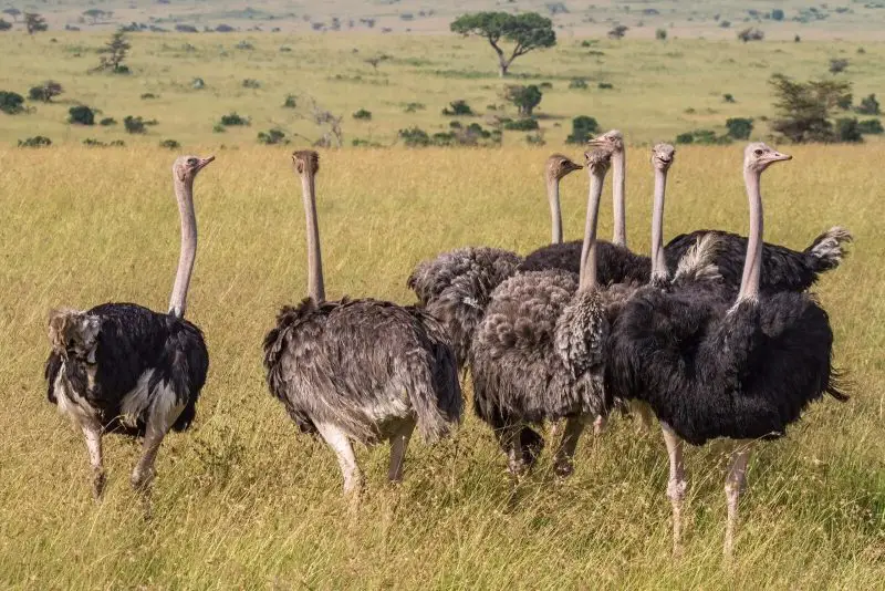 The 8 Different Types of Ostriches