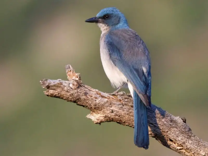 Types of Jays in Texas