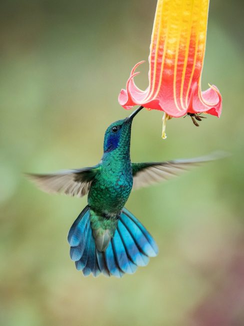 mexican-violetear-colibri-thalassinus-488x650-1 8 colorful birds in ohio