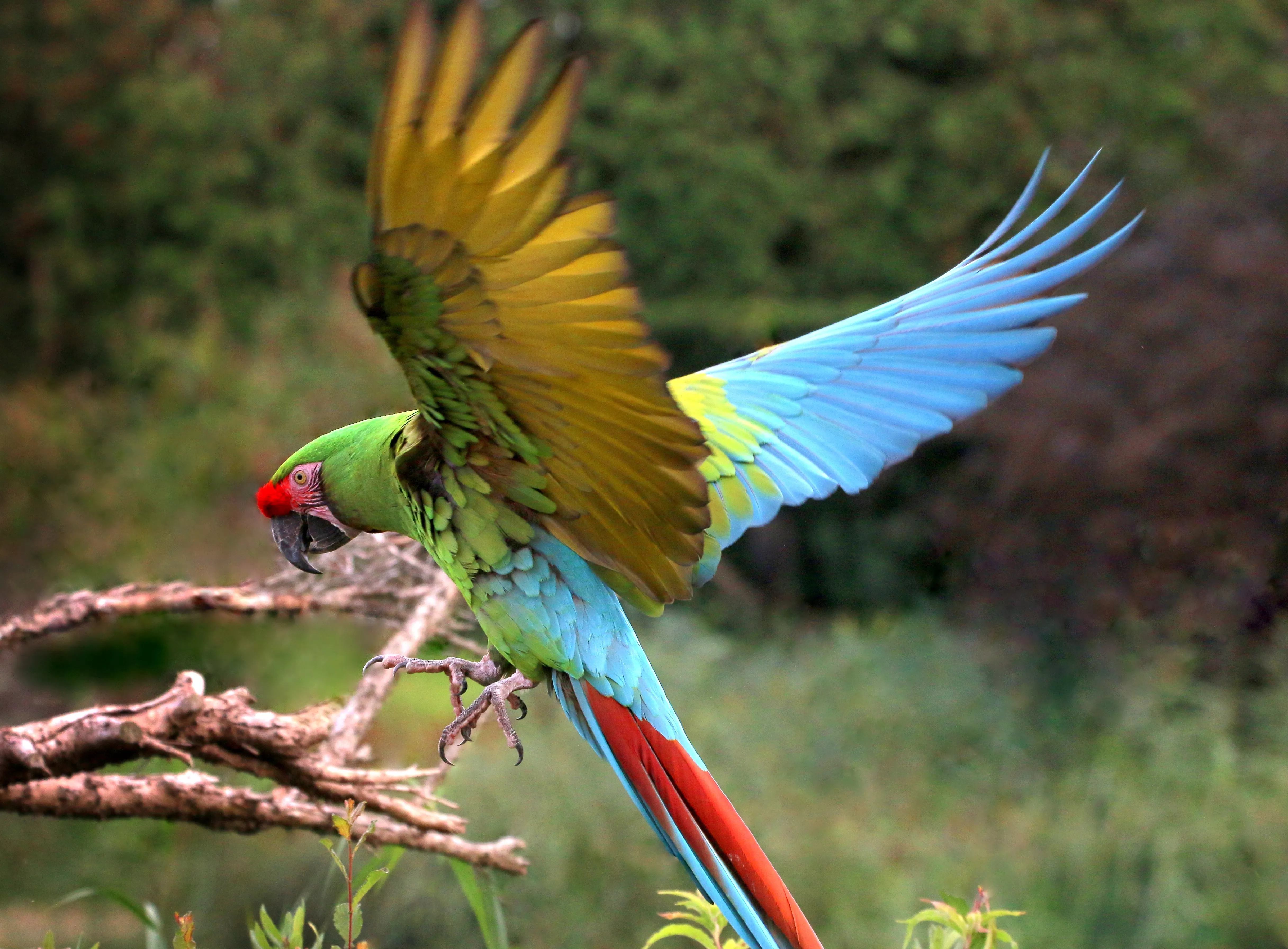 Military Macaw Landing