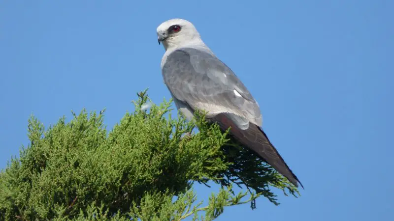 mississippi-kite-800x450-1 Birds of Prey in Texas