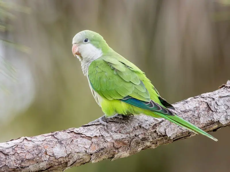 monk-parakeet-800x600-1 Green Birds in Florida