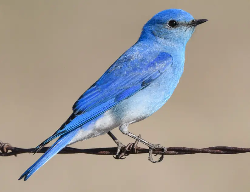 mountain-bluebird-sialia-currucoides Blue Birds in Indiana
