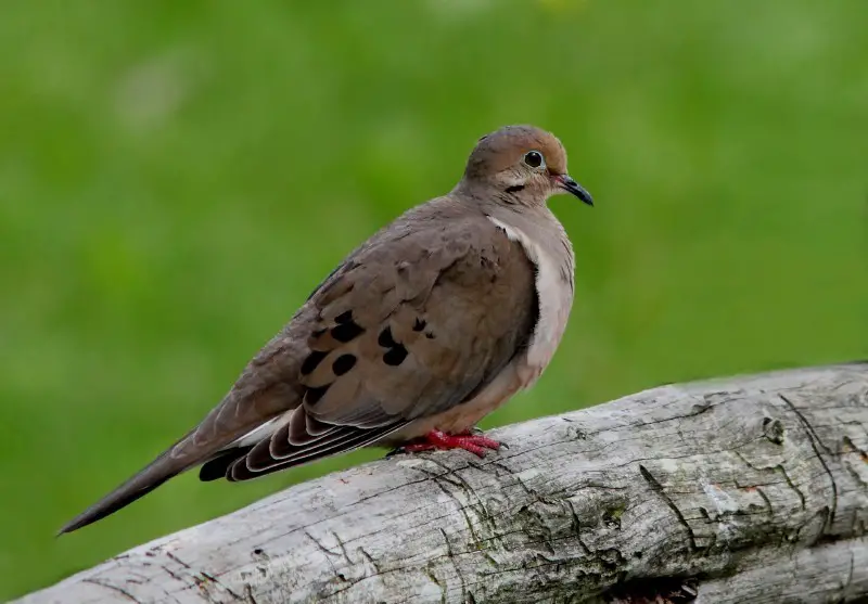 mourning-dove-zenaida-macroura-1-2 Common Birds in Indiana
