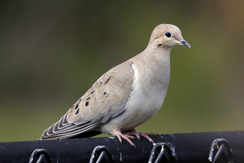mourning-dove-zenaida-macroura-800x534-1-3 Common Birds in Pennsylvania