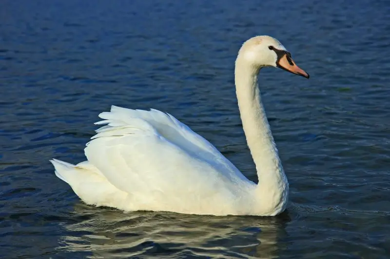 3 Swans of California: Tundra, Trumpeter, and Mute