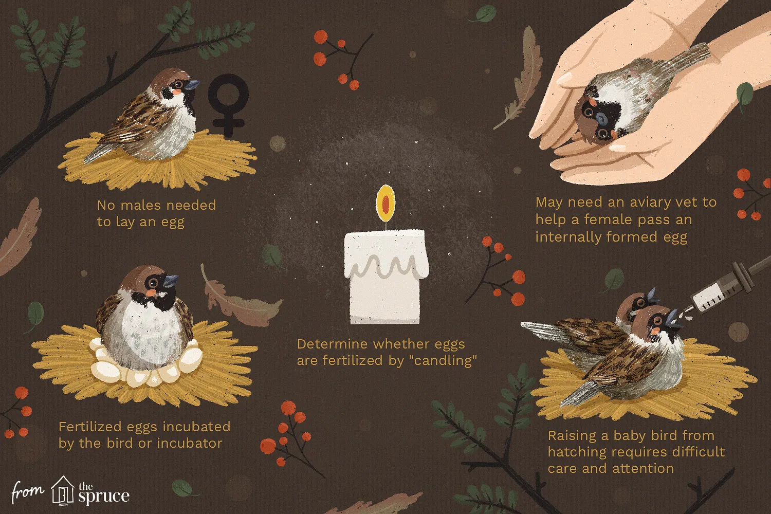 what to do when your bird lays an egg illustration