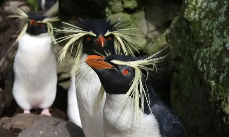 nor-04-800x481-1 18 Species of Penguins in the World