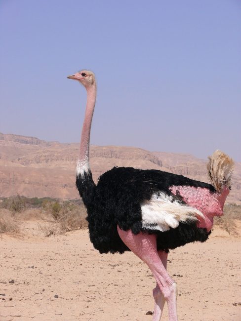 The 8 Different Types of Ostriches