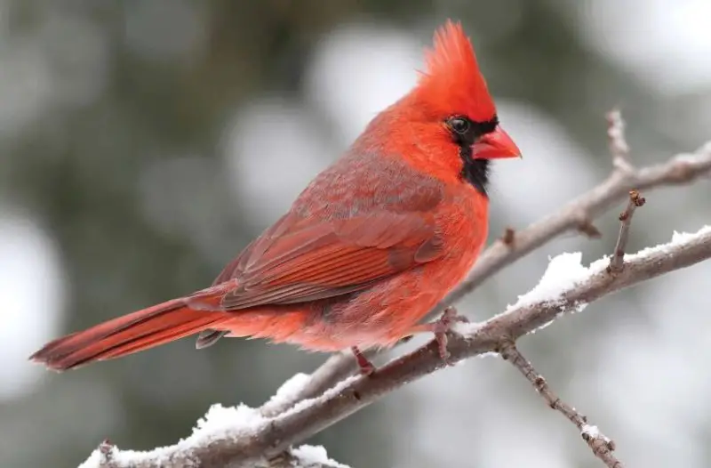 Red Birds in Georgia