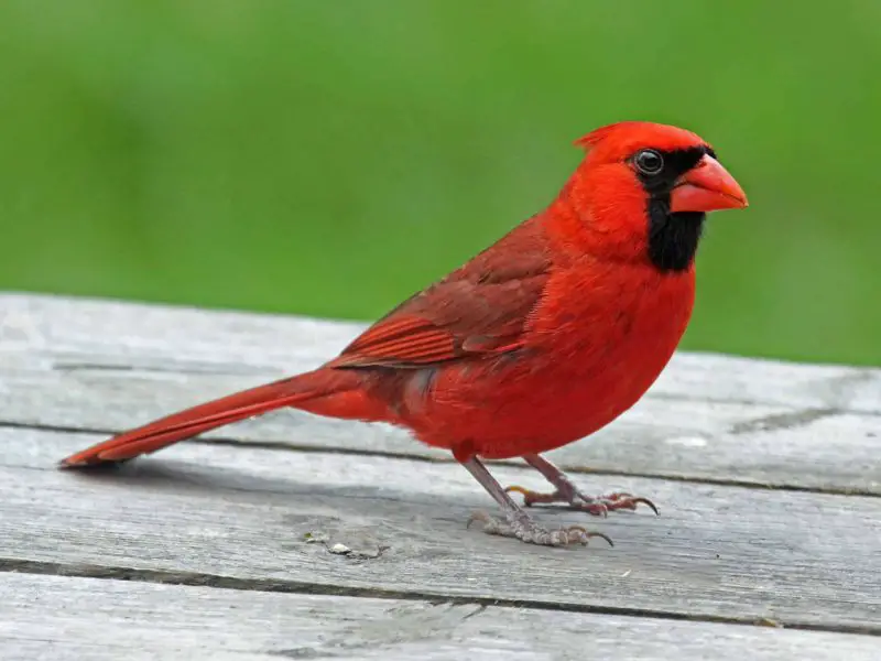 northern-cardinal-800x600-1 Common Birds in Indiana