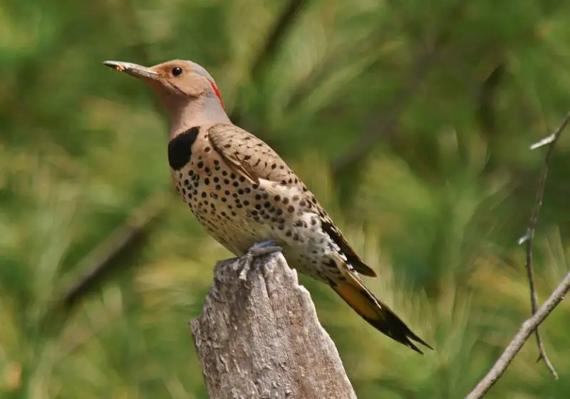Woodpeckers in Utah